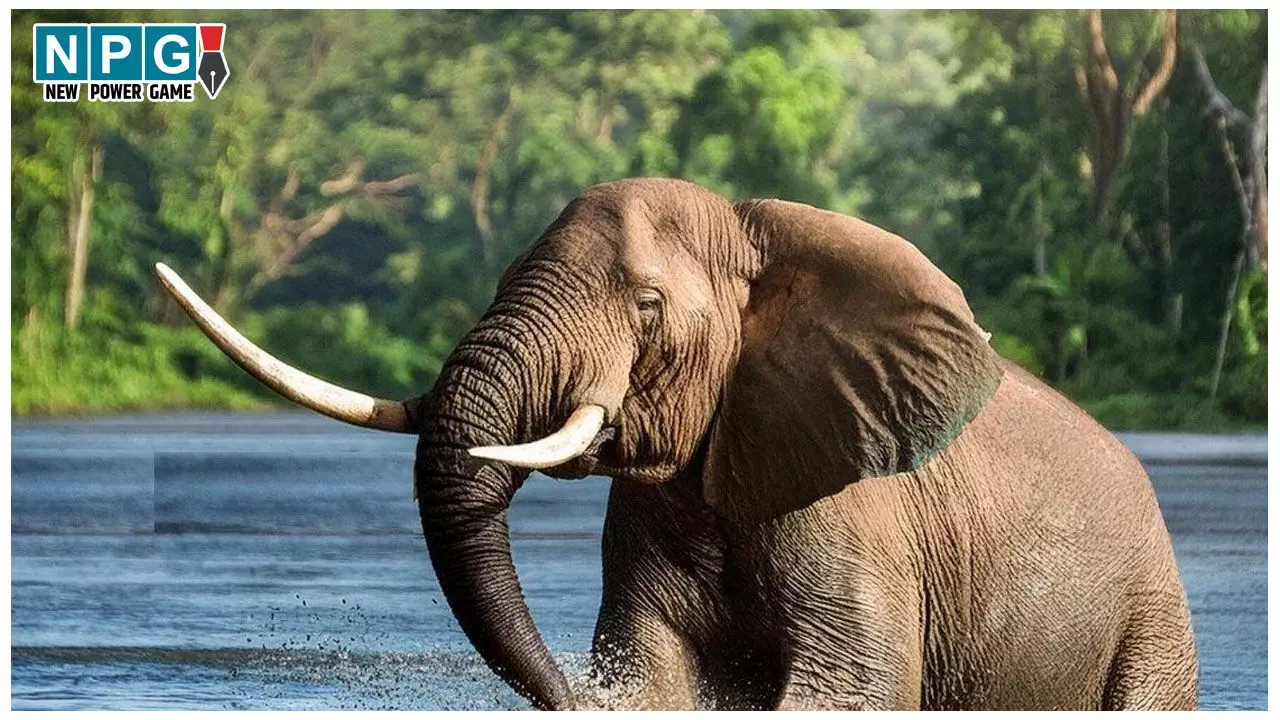 MP News: CM मोहन यादव ने दिए निर्देश, वन्य-जीव के रहवास, प्रबंधन एवं संघर्ष के उपायों के अध्ययन के लिये भ्रमण पर जायेंगे वन अधिकारी