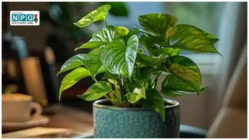 Right direction to plant a money plant: घर में सुख-समृद्धि लाने के लिए जानें वास्तु टिप्स