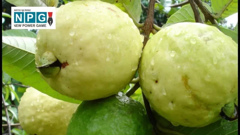 डायबिटीज में अमरूद का सेवन जानिए इसके फायदे और सही मात्रा