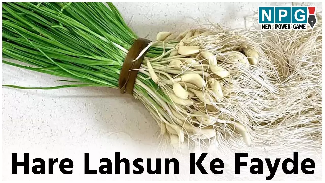 Hare Lahsun Ke Fayde: सर्दियों में ज़रूर कीजिये हरे लहसुन का इस्तेमाल, मिलेंगे ये फायदे…