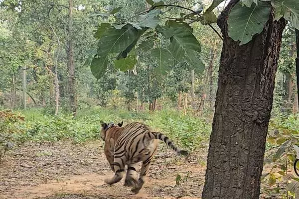 Chhattisgarh News: पिंजरा खुलते ही दौड़ पड़ा बाघ: तमोर पिंगला टायगर रिजर्व में गूंजेगी रेस्क्यू किए गए बाघ की दहाड़