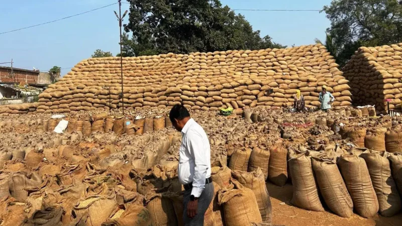 CG किसानों की खबर: धान खरीदी की व्यवस्था पर रखी जा रही कड़ी नजर, भुगतान के लिए 6728 करोड़ रूपए जारी