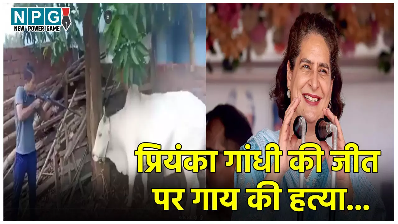 Wayanad Cow Viral Video: प्रियंका गांधी की जीत पर गाय की हत्या कर मनाया गया जश्न, पेड़ से बांधकर मारी गयी गोलियां, सच्चाई जान रह जाएंगे दंग