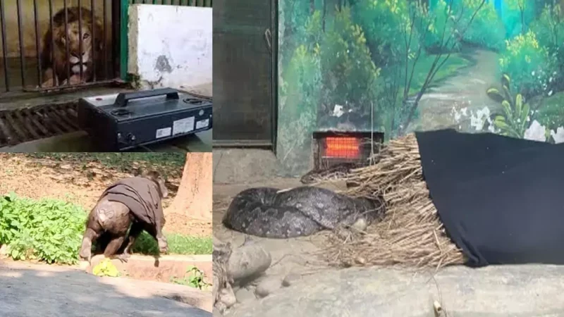 Lucknow Zoo: चिड़ियाघर में वन्यजीवों के लिए हीटर और कंबल की व्यवस्था, बढ़ती ठंड को लेकर जू प्रशासन ने किए बदलाव