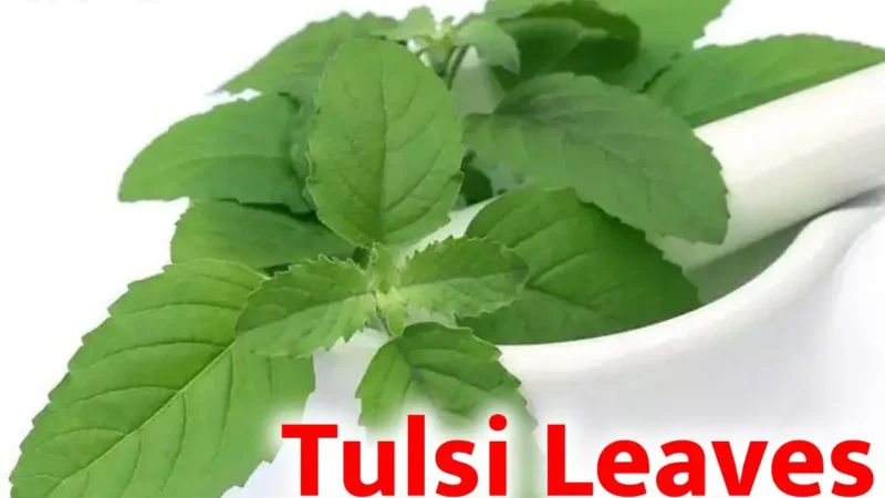 Tulsi Leaves Health Benefits: अतुलनीय है तुलसी,माँ की तरह रखती है ख्याल, ऐसे करेंगे इस्तेमाल तो ढेरों रोग रहेंगे दूर…
