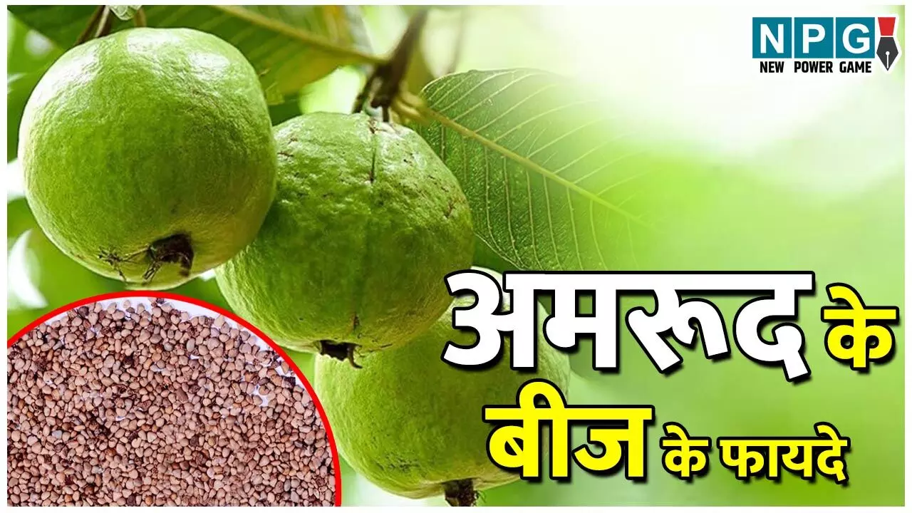 Amrood Ke Beej Khane Ke Fayde: अमरूद खाते वक्त मत फेंकिए बीजों वाला हिस्सा, इसके भी हैं कमाल के फायदे, जानिए यहां…