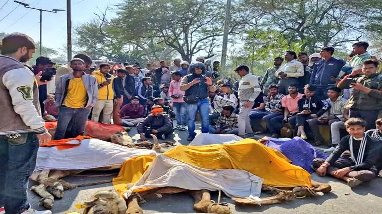 UP NEWS: जंगल से मिले 40 गायों के अवशेष, सड़क पर कंकाल रखकर लोगों ने किया प्रदर्शन, Video