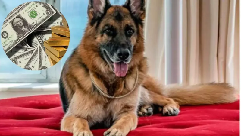 World Most Richest Dog: दुनिया का सबसे अमीर कुत्ता, कंदेर 6 की शानदार जिंदगी…