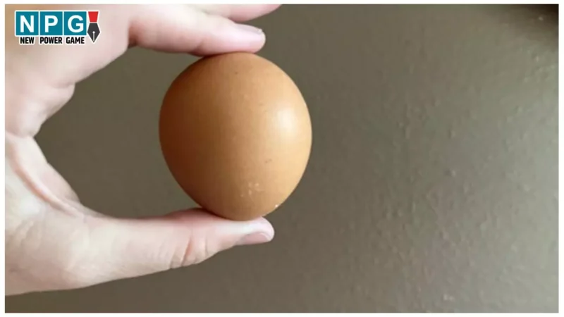 Hajipur Principal News: अंडा चोरी करते पकड़े गए प्रिंसिपल साहब, वीडियो वायरल होने के बाद हुए सस्पेंड, 40 दिन बची थी नौकरी