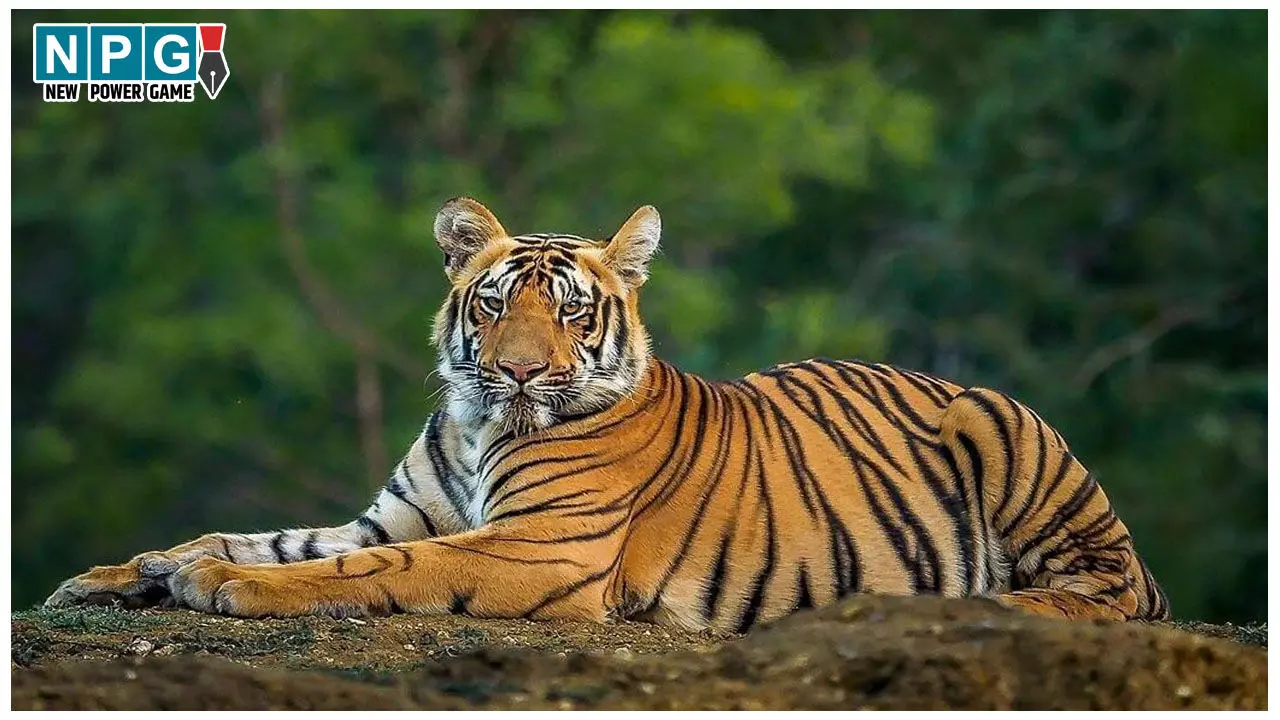 MP Tiger News: राजस्थान, उड़ीसा और छत्तीसगढ़ में MP से आएंगे बाघ, मोहन यादव सरकार ने दी मंजूरी