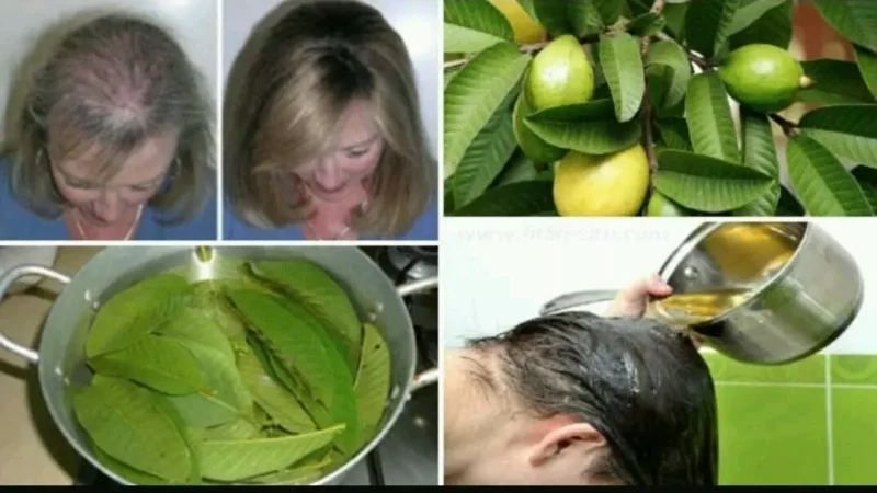 Guava Leaves For Hair Fall Control: बालों का झड़ना 100% रोक देंगे अमरूद के पत्ते, दोबारा बाल उगाने में करेंगे मदद, जानिए इस्तेमाल का तरीका