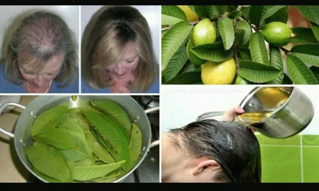 Guava Leaves For Hair Fall Control: बालों का झड़ना 100% रोक देंगे अमरूद के पत्ते, दोबारा बाल उगाने में करेंगे मदद, जानिए इस्तेमाल का तरीका