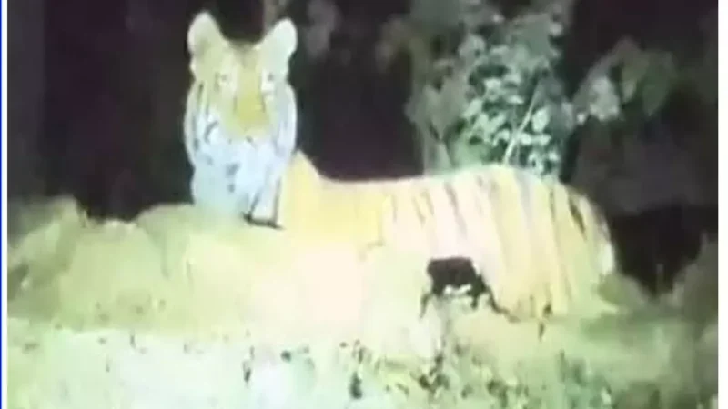Bilspur Tigress News:शहर की तरफ बढ़ रही बाघिन, मोबाइल में कैद हुई फोटो, दहशत…
