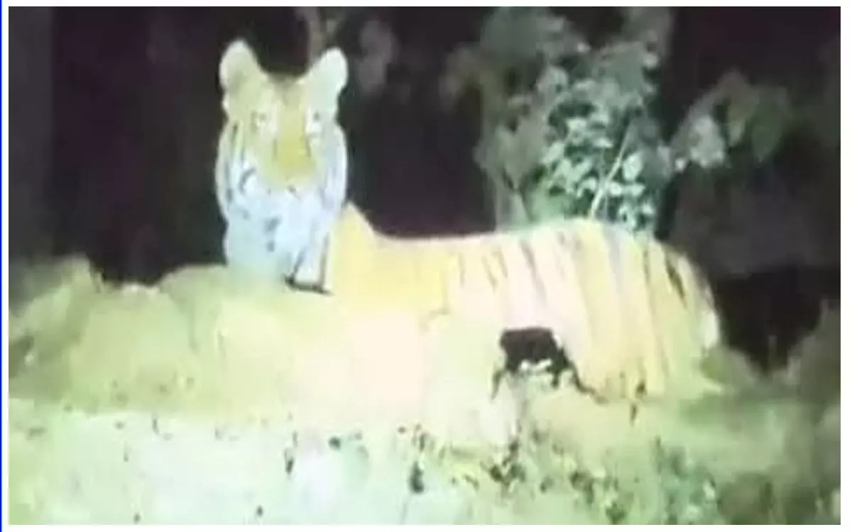 Bilspur Tigress News:शहर की तरफ बढ़ रही बाघिन, मोबाइल में कैद हुई फोटो, दहशत…
