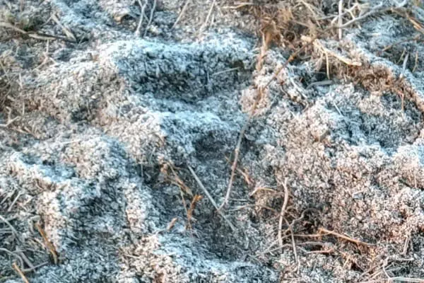 Chhattisgarh Weather Report: मैनपाट में बिछी बर्फ की चादरें, पारा 1.2 डिग्री: उत्तर छत्तीसगढ़ में कड़ाके की ठंड