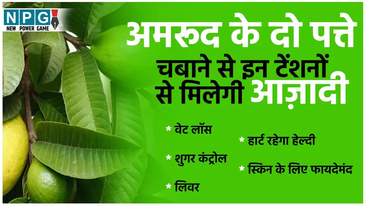 Guava Leaves For Diabetes: अमरूद के दो पत्ते चबाने भर से शुगर बढ़ने की टेंशन से मिलेगी आज़ादी, जानिए क्या बताती है रिसर्च…