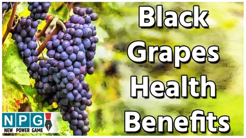 Black Grapes Health Benefits: काले अंगूरों की न करें अनदेखी, ये दिल को रखेंगे सेहतमंद, ब्लड का इंफेक्शन भी करते हैं दूर, जानिए फायदे…