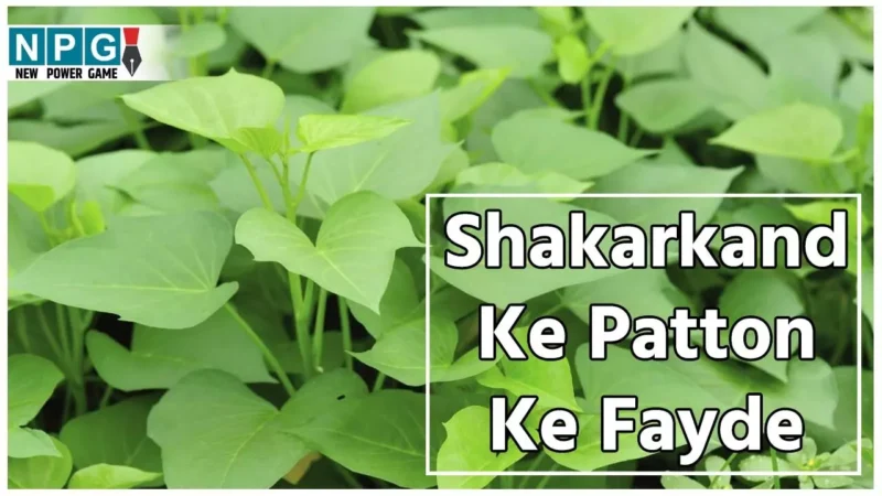 Shakarkand Ke Patton Ke Fayde: शकरकंद तो खूब खाया होगा, शकरकंद के पत्तों का साग खाया है कभी? कंद से भी ज्यादा पौष्टिक इसके पत्तों के फायदे जानिए यहां…