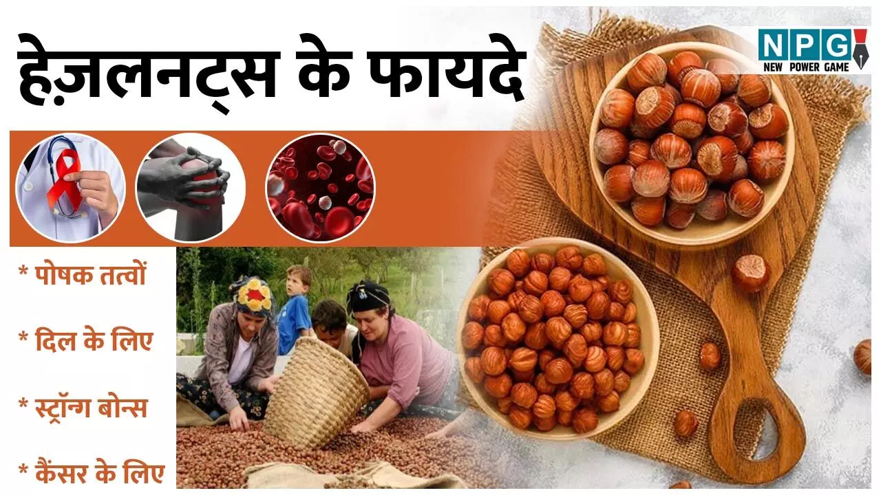 Health Benefits Of Hazelnuts: काजू-बादाम नहीं, युवा पीढ़ी को ज्यादा आकर्षित कर रहे हैं हेज़लनट्स, जानिए इनके कमाल के फायदे…