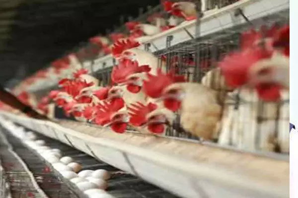 Chhattisgarh Bird Flu: बर्ड फ्लू के निर्देशों का उल्लंघन, 8 होटलों पर 65 हजार का जुर्माना…