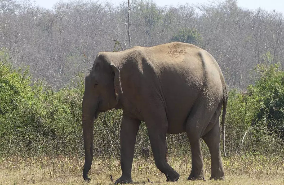 Elephant News: वृद्ध एवं बीमार मखना हाथी की मृत्यु, पिछले दो माह से था गंभीर रूप से बीमार