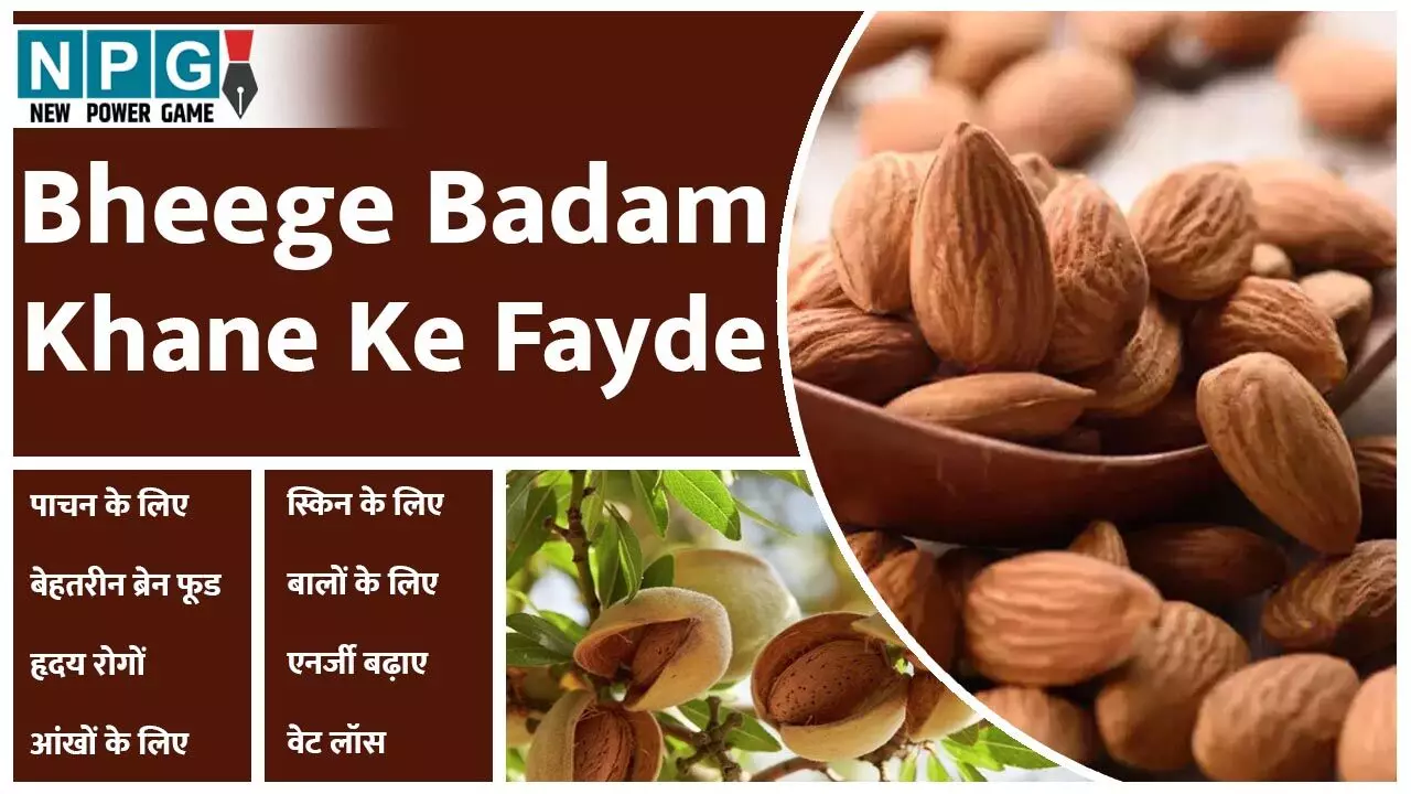 Bheege Badam Khane Ke Fayde: बादाम हैं दमदार, पांच से सात बादाम रोज़ खाइए, दिमाग दौड़ेगा,बीमारियां भागेंगी दूर…
