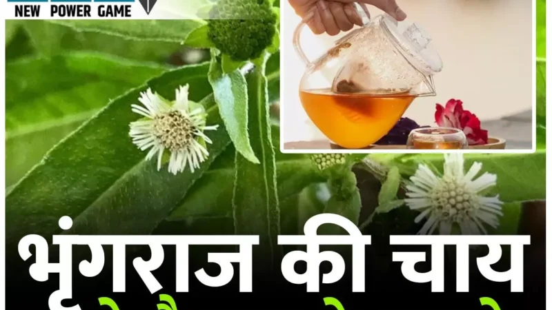 Bhringraj Tea Health Benefits: भृंगराज की चाय गजब के आसार दिखाये, जानिए इस मिरेकल हर्ब के एक से बढ़कर एक फायदे और कुछ सावधानियां…