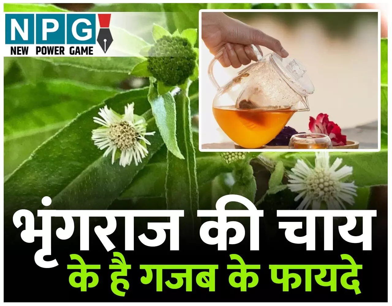 Bhringraj Tea Health Benefits: भृंगराज की चाय गजब के आसार दिखाये, जानिए इस मिरेकल हर्ब के एक से बढ़कर एक फायदे और कुछ सावधानियां…