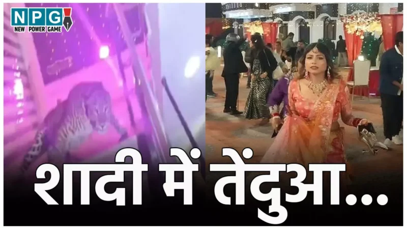 Lucknow Tendua News: शादी के बीच तेंदुए की एंट्री, सहेलियों संग भागी दुल्हन, तो खिड़की से कूदा दूल्हा, मैरेज हॉल में मचा जबरदस्त हड़कंप…