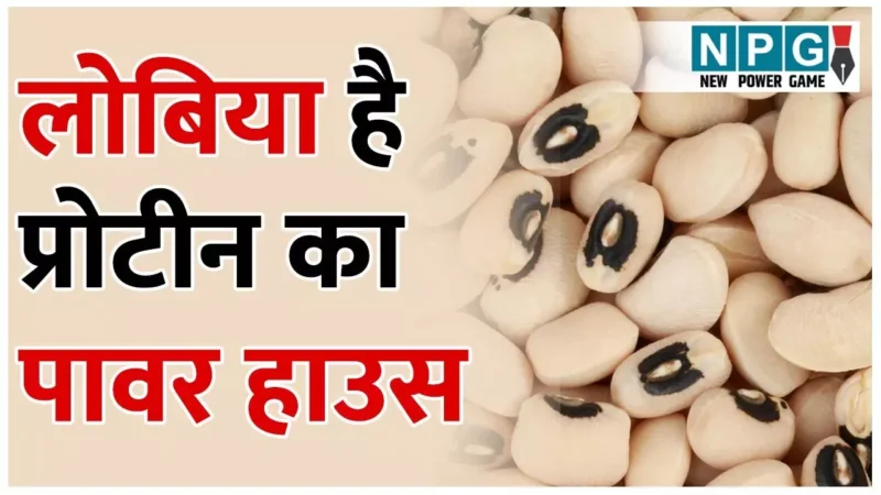 Health Benefits Of Lobia: लोबिया है वेजिटेरियन्स के लिए प्रोटीन का पावर हाउस, जानिए वजन घटाने से लेकर घातक बीमारियों तक में लोबिया के फायदे…