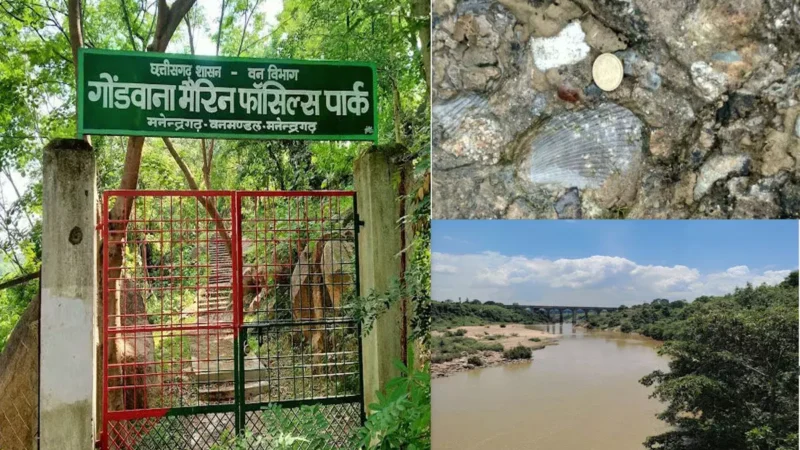 छत्तीसगढ़ का अनमोल खजाना: 293 मिलियन साल पुराने समुद्री जीवाश्मों का राज़ खोलता गोंडवाना मरीन फॉसिल पार्क, जानिए