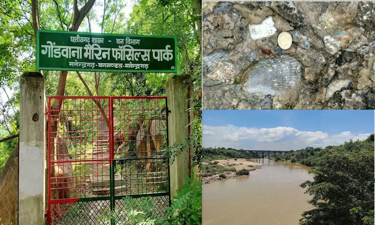 छत्तीसगढ़ का अनमोल खजाना: 293 मिलियन साल पुराने समुद्री जीवाश्मों का राज़ खोलता गोंडवाना मरीन फॉसिल पार्क, जानिए