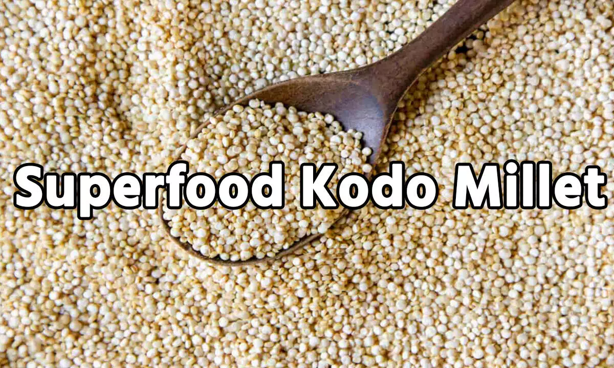Superfood Kodo Millet: क्या है कोदो बाजरा? अगर आप भी बिना जानकारी के खा रहे है, तो जानें लीजिए इसके ये जादू वाले राज…
