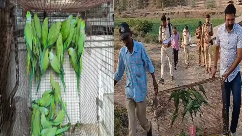 MP Birds Appear in Court: कोर्ट में हुई 'तोते' की पेशी, 2 आरोपियों को भेजा गया जेल, जानिए दिलचस्प मामला..