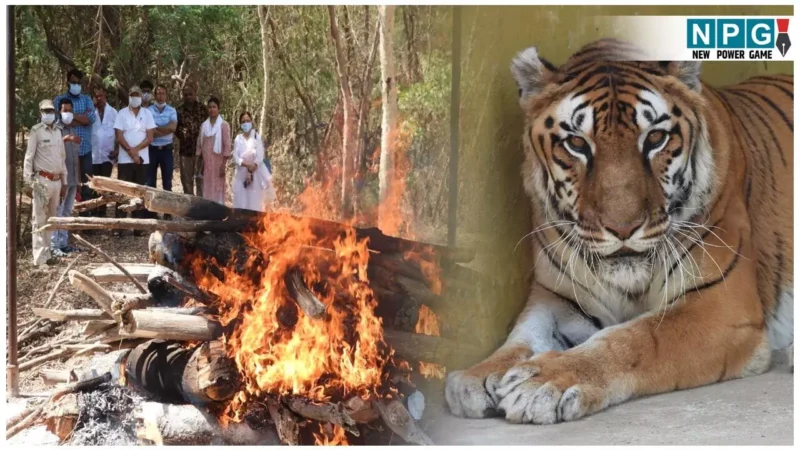 CG Lion Death: कानन के बीमार शेर की मौत. किडनी हो गया था खराब…