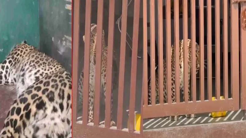 MP Rewa Leopard Rescue: प्राइवेट स्कूल पंहुचा तेंदुआ, 7 घंटे बाद किया गया रेस्क्यू