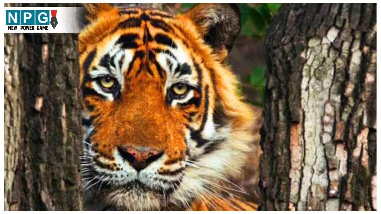 Chhattisgarh Tiger Attack: छत्तीसगढ़ के जंगल से खेत में पहुंच रहे टाइगर, किसान पर किया हमला… बाल-बाल बचा किसान…