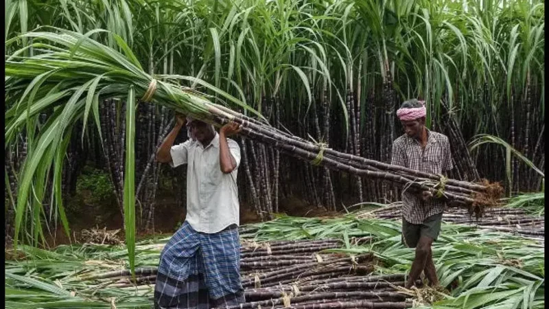 Chhattisgarh News: होली से पहले गन्ना किसानों को मिली बड़ी सौगात, 5.22 करोड़ रूपए का भुगतान…