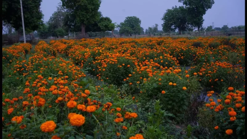 जशपुर में गेंदे की खेती कम लागत में कमाए ज्यादा मुनाफा…