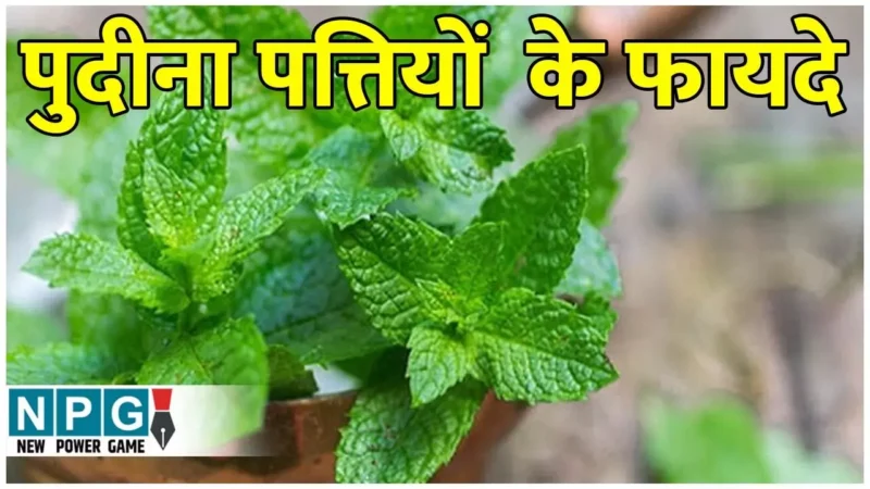 Pudina Patte Ke Fayde: सस्ता पुदीना संवारे सेहत, पेट की गर्मी करे शांत, पाचन सुधारे, जानिए कमाल के फायदे…