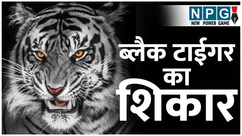 Black Tiger: दुर्लभ ब्लैक टाईगर का शिकार…सरकार बेपरवाह, भारत में मेलेनिस्टिक टाईगर सिर्फ सिमिलिपाल में, मगर संरक्षण के अभाव में अस्तित्व पर संकट…