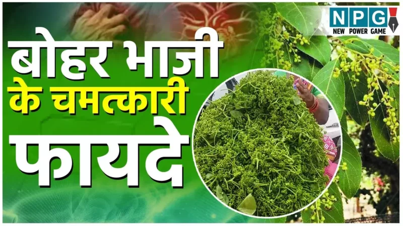 Bohar bhaji ke fayde, recipe hindi: बोहार भाजी के चमत्कारी फायदे! क्यों बोहार भाजी सुपरफूड कहा जाता है? जानें बोहार भाजी की रेसिपी