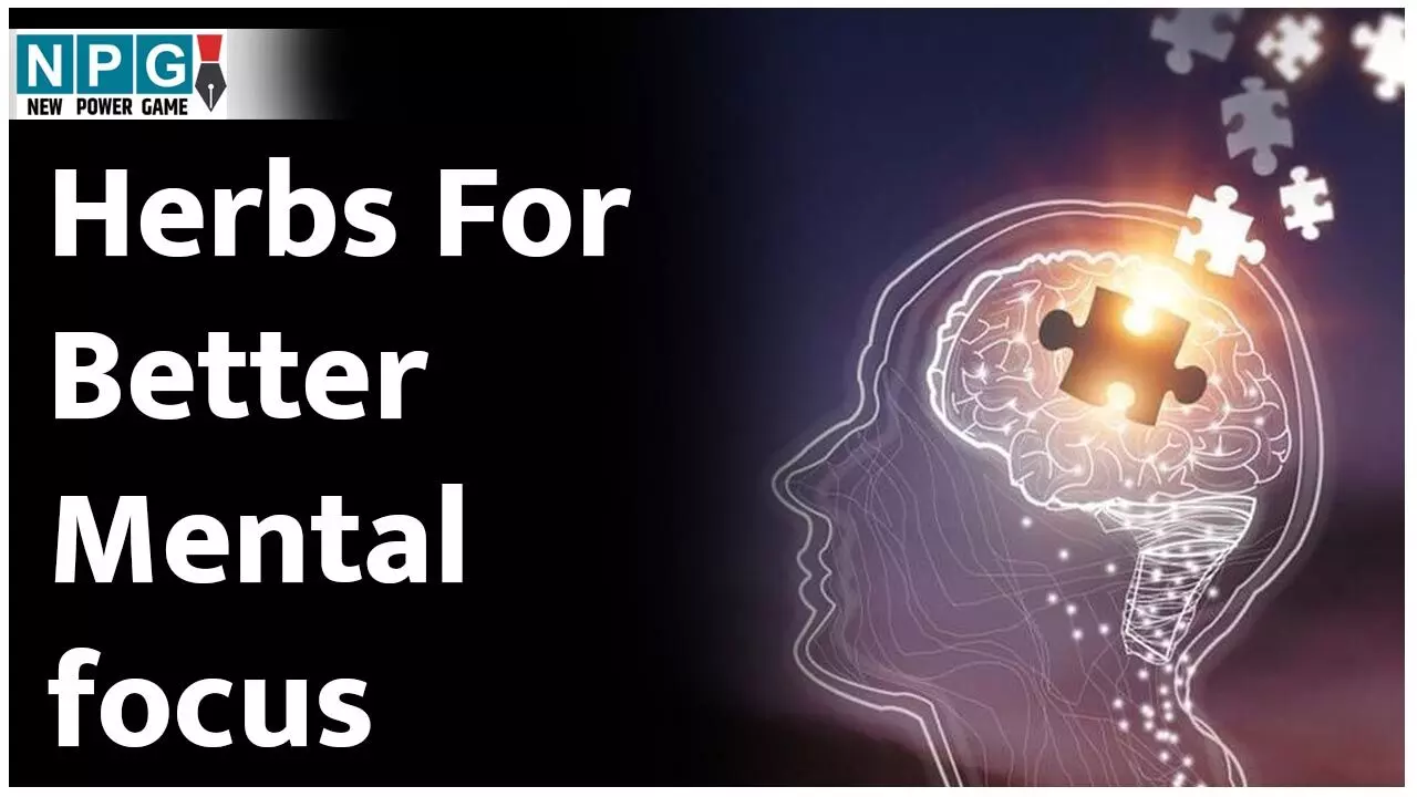 Herbs For Better Mental Focus: भटकते मन के साथ नहीं मिलेगी जीवन में सफलता! फोकस बढ़ाने में मदद करेंगी ये हर्ब्स