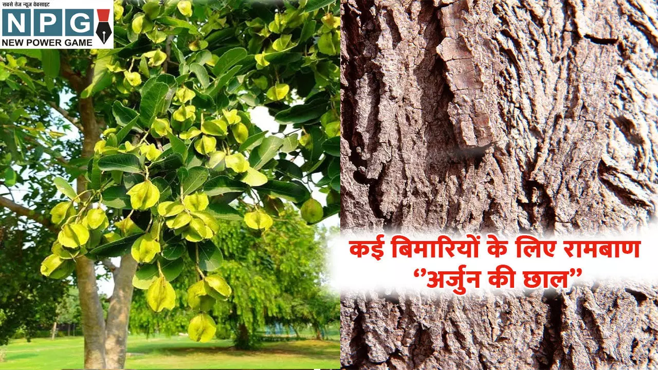 Arjun Ke Chhal ke Fayde:जानिए अर्जुन की छाल के फायदे, कई बिमारियों से मिलेगी राहत