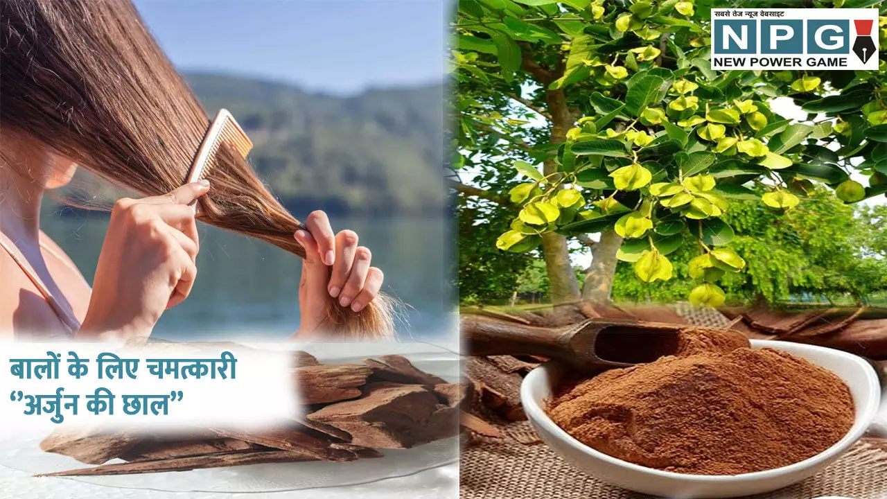 Arjun chhal for Hair Growth: बालों के लिए अर्जुन की छाल का उपयोग, रिजल्ट कर देगा हैरान