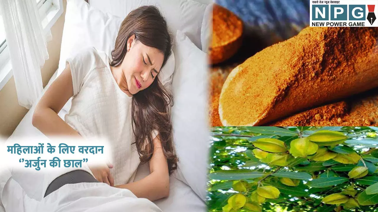 Arjun Chhal for women's problem: महिलाओं के लिए वरदान से कम नहीं अर्जुन की छाल, पीरियड्स से जुड़ी हर समस्या में है कारगर