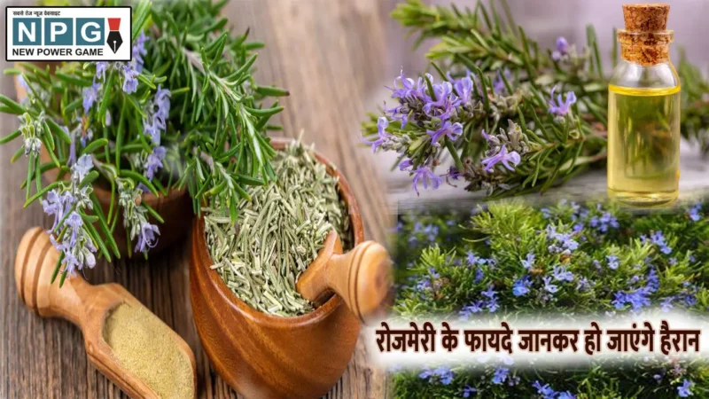 Rosemary leaves Ke Fayde: रोजमेरी के कई फायदे जानकर हो जाएंगे हैरान, बालों को बढ़ाने में होगा कारगर