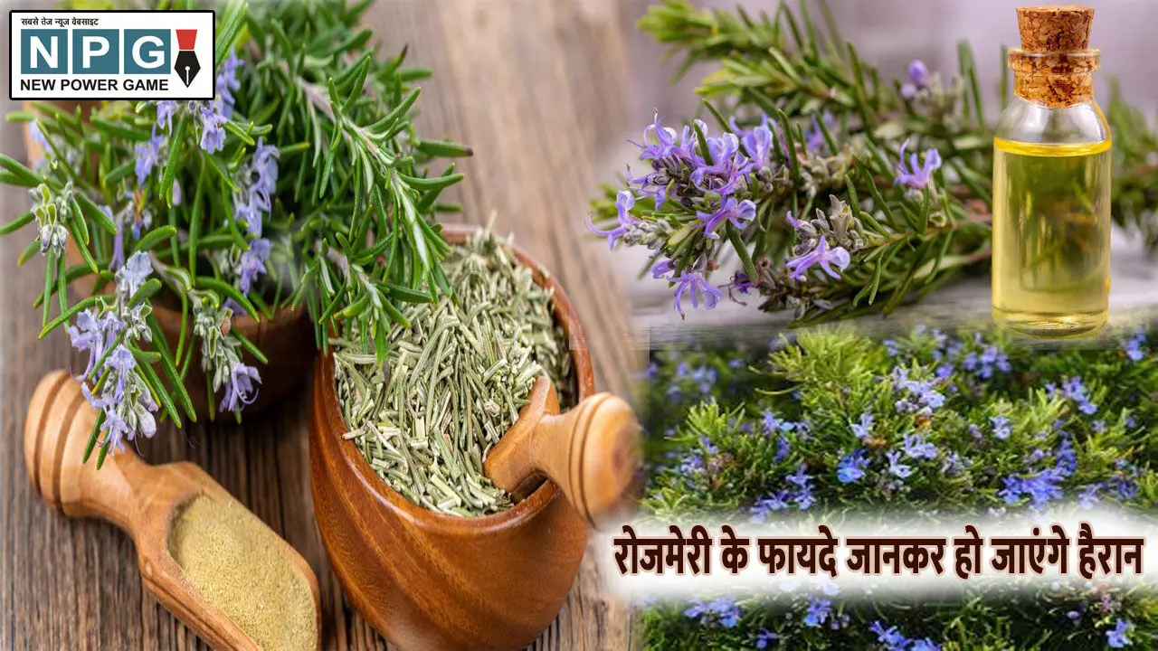 Rosemary leaves Ke Fayde: रोजमेरी के कई फायदे जानकर हो जाएंगे हैरान, बालों को बढ़ाने में होगा कारगर