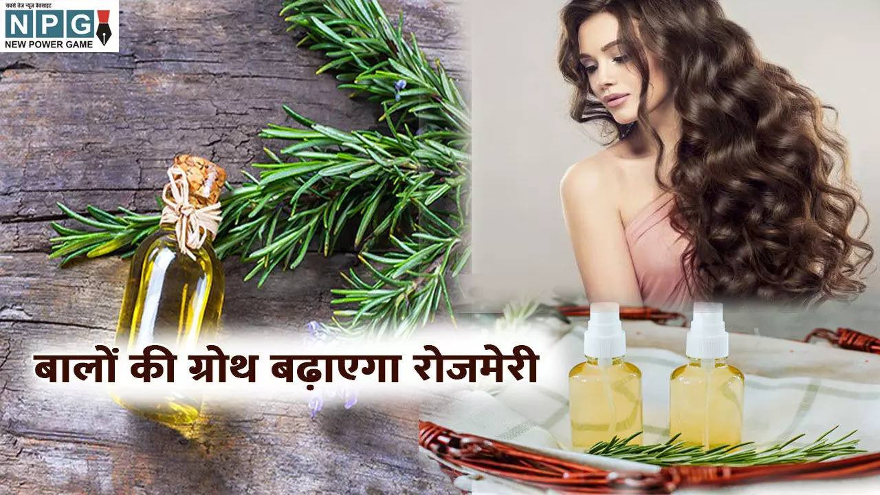 Rosemary Leaves for Hair Growth: रोजमेरी बालों की ग्रोथ बढ़ाएगा, जानिए कैसे करें रोजमेरी की पत्तियों का इस्तेमाल