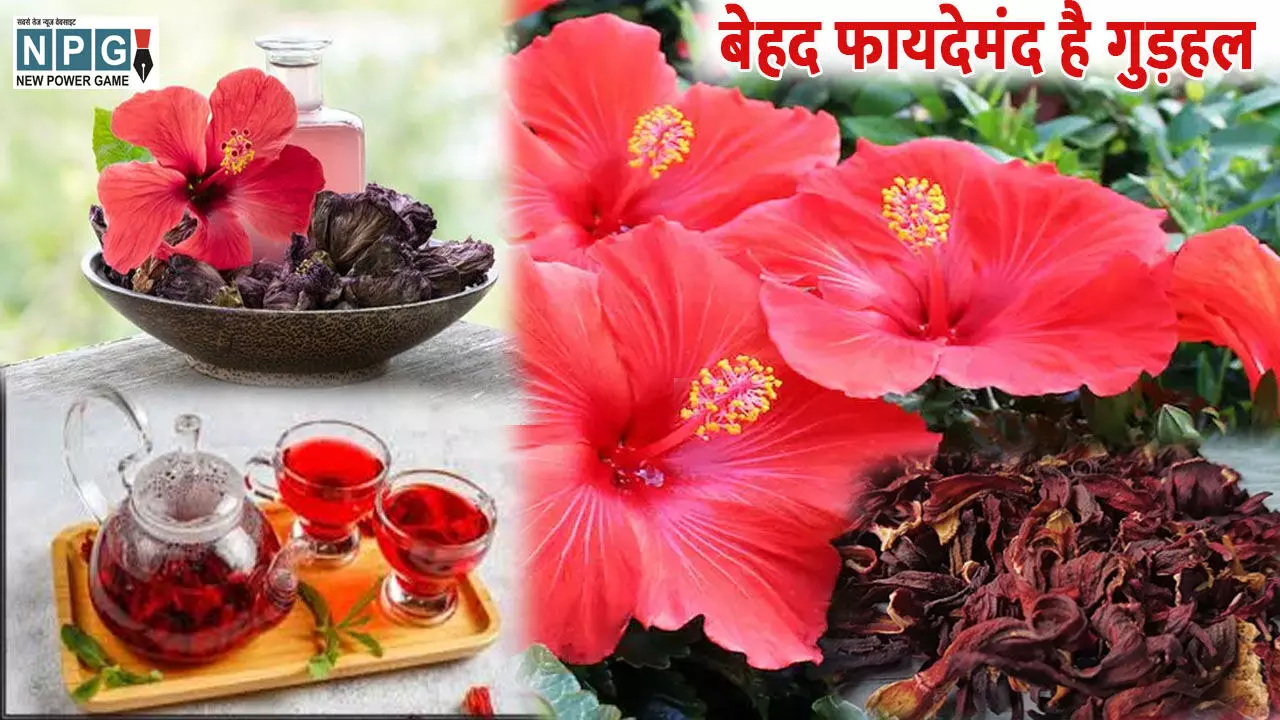 Gudhal ke fayde: गुड़हल के हैं कई फायदे, जानें किन समस्याओं को करेगा दूर